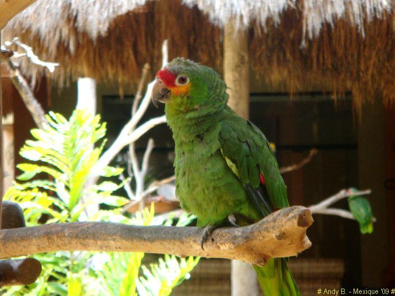 Iberostar Tucan et Quetzal (103).JPG